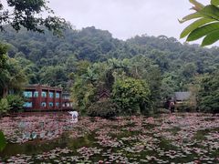 -野象谷景区