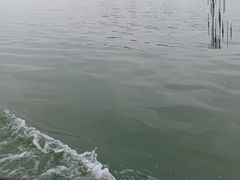 -金鸡湖桃花岛