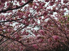 -高东镇樱花园