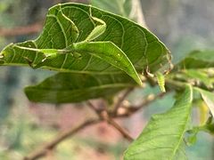 -上海大自然野生昆虫馆