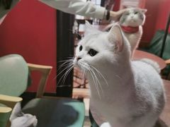 -猫色咖啡·猫咖