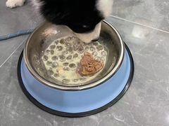 -翊宠yipet猫狗购宠庄园犬舍•猫舍