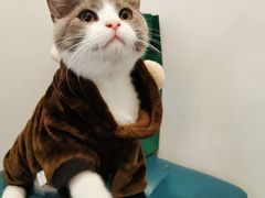 -喵zoo家庭繁育猫舍(尖东智能花园店)