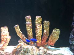 -暹罗海洋世界