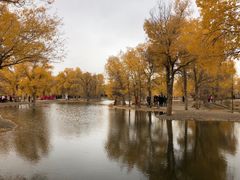 -金塔沙漠胡杨林景区