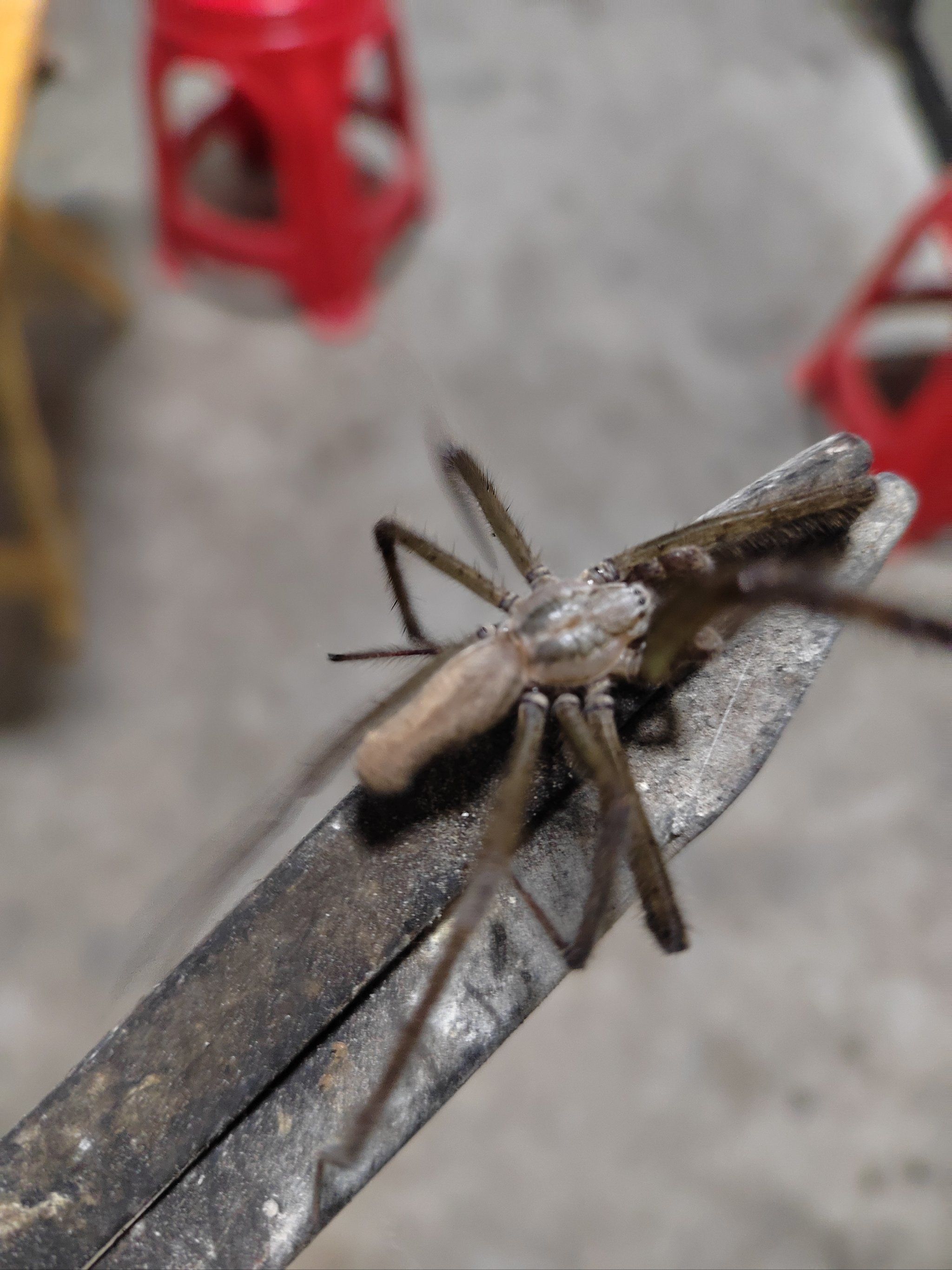 这么大的蜘蛛,可吓人了