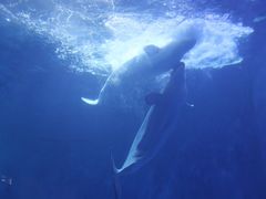 -多彩贵州城极地海洋世界