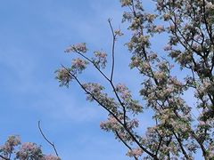 -洋湖国家湿地公园