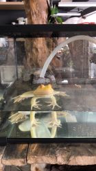 -周忆刺青原创设计定制