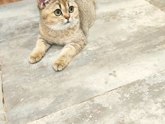 -楼上猫咖(罗湖店)