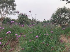 -鹅湖玫瑰文化园