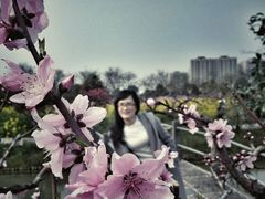 -南汇桃花村