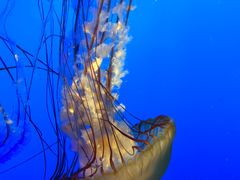 -太平洋海底世界