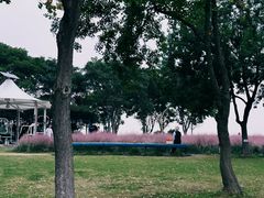 -贡湖湾湿地公园
