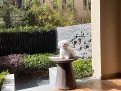 -上海崇明金茂凯悦酒店