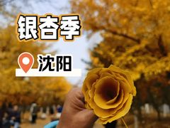 -长白岛森林公园