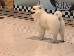 -帕帕拉兹宠物(亚洲旗舰店)