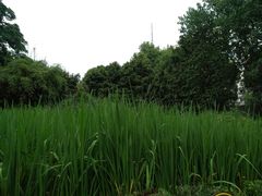 -成都市活水公园