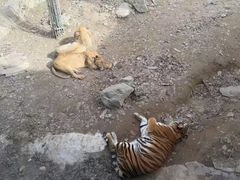 -栾川竹海野生动物园