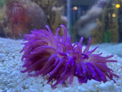 -上海海洋水族馆