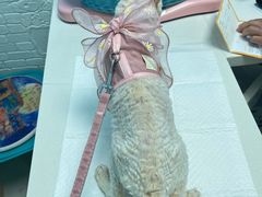 -纳吉亚猫专科动物医院博雅分院