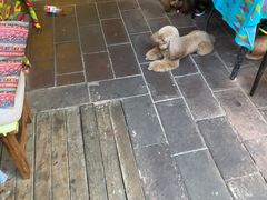 -半坡九号老挝冰咖啡