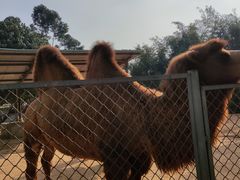 -东莞香市动物园