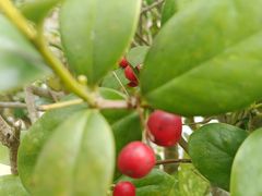-昆山城市生态森林公园