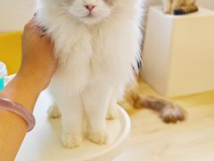 -有喵·猫咖·狗咖·40+猫狗有小奶狗(岗厦店)