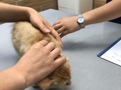 -爱侣宠医·鹦鹉专科·小型哺乳类·异宠专科(灵石路店)