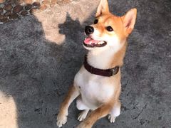 -柴犬高等学院·狗咖·柴犬售卖·宠物训练