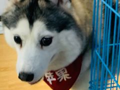 -Husky Go! 哈士奇体验馆·宠物咖啡厅狗咖