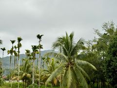 -兴隆槟榔园休闲农庄