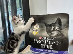 -帕帕拉兹宠物(亚洲旗舰店)