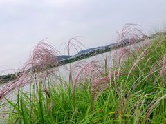 -羊山湖公园