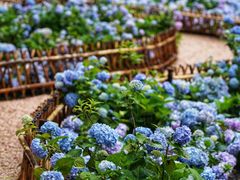 -上海共青森林公园