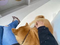 -柴务处·柴犬主题狗咖