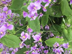 -同銮特种养殖场·龙虾垂钓