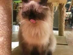 -more than meow吴止猫主题餐厅(承德 中船汇店)