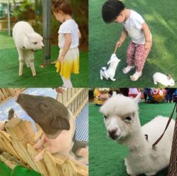 -萌宠亲子动物乐园(槐房万达店)