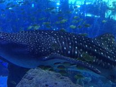 -成都浩海立方海洋公园