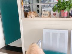 -康旭宠物医院(郑州总院)