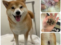 -悠尼宠物·独立低压伊珊娜洗护·美容·寄养(兰谷路店)