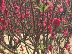 -南国桃园旅游度假区