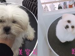 美容图-BABYDOG宝贝狗宠物乐园(欧洲城店)