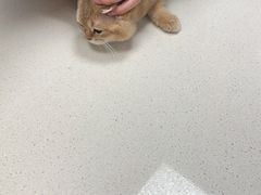 -奈斯宠物医院·核磁CT·异宠专科·内镜(中南店)