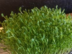 豆苗-盡膳口福跷脚牛肉火锅(北美新天地店)