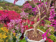 -东莞植物园
