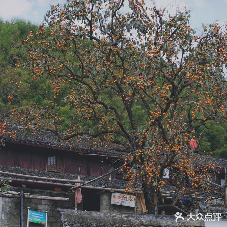 宁波周边｜柿林村的柿子红了，愿柿柿如意