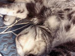 -平行世界·猫咖(首经贸店)